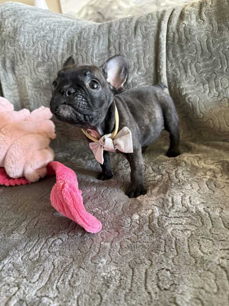 Ernie | Brindle French Bulldog Male | Available Feb 22nd, 2026