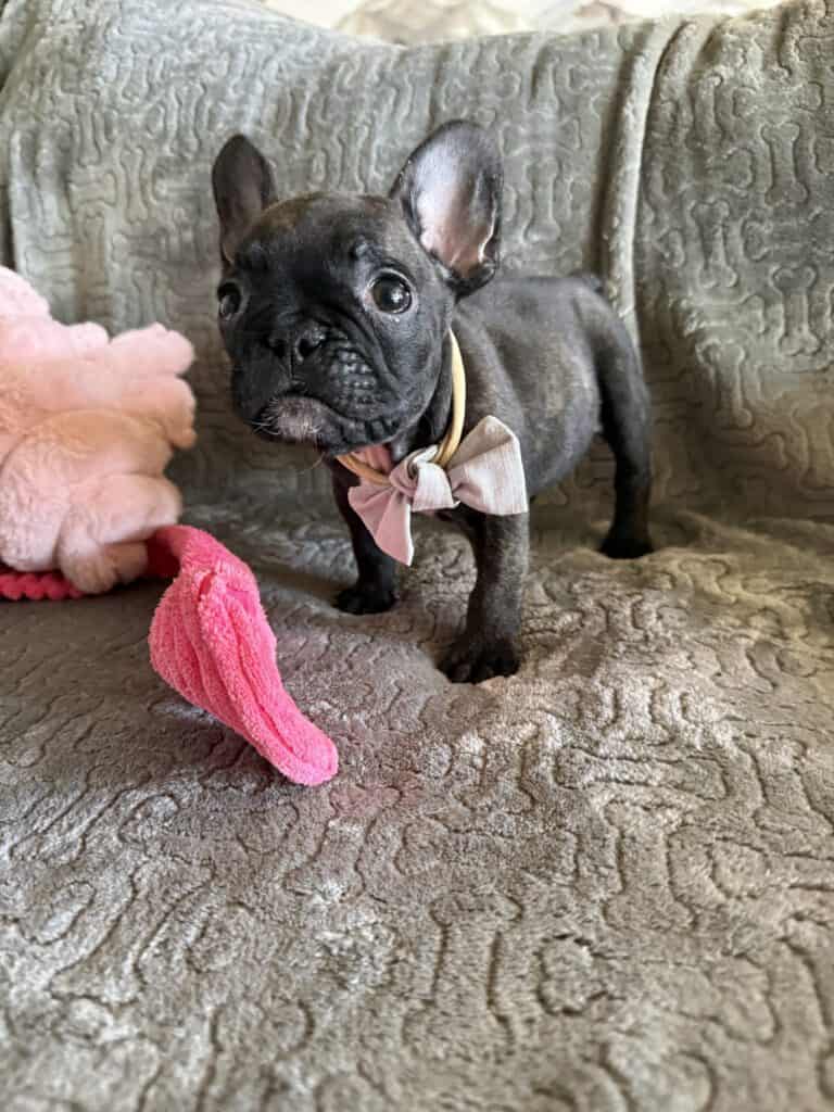 Ernie | Brindle French Bulldog Male | Available Feb 22nd, 2026