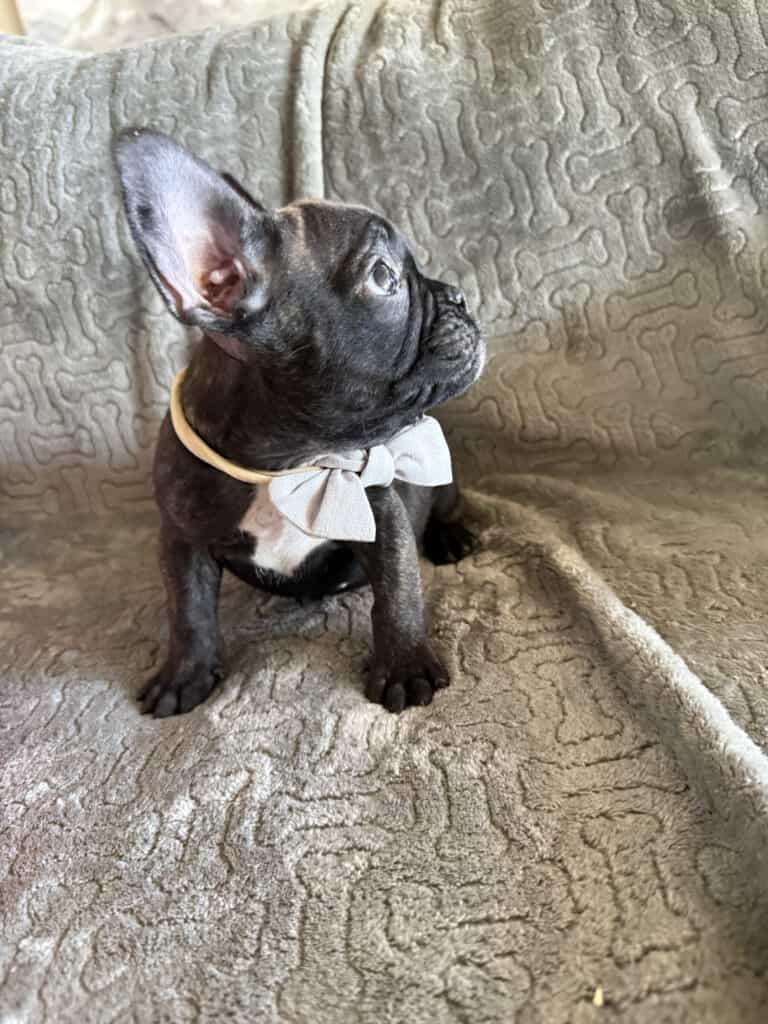 Ernie | Brindle French Bulldog Male | Available Feb 22nd, 2026