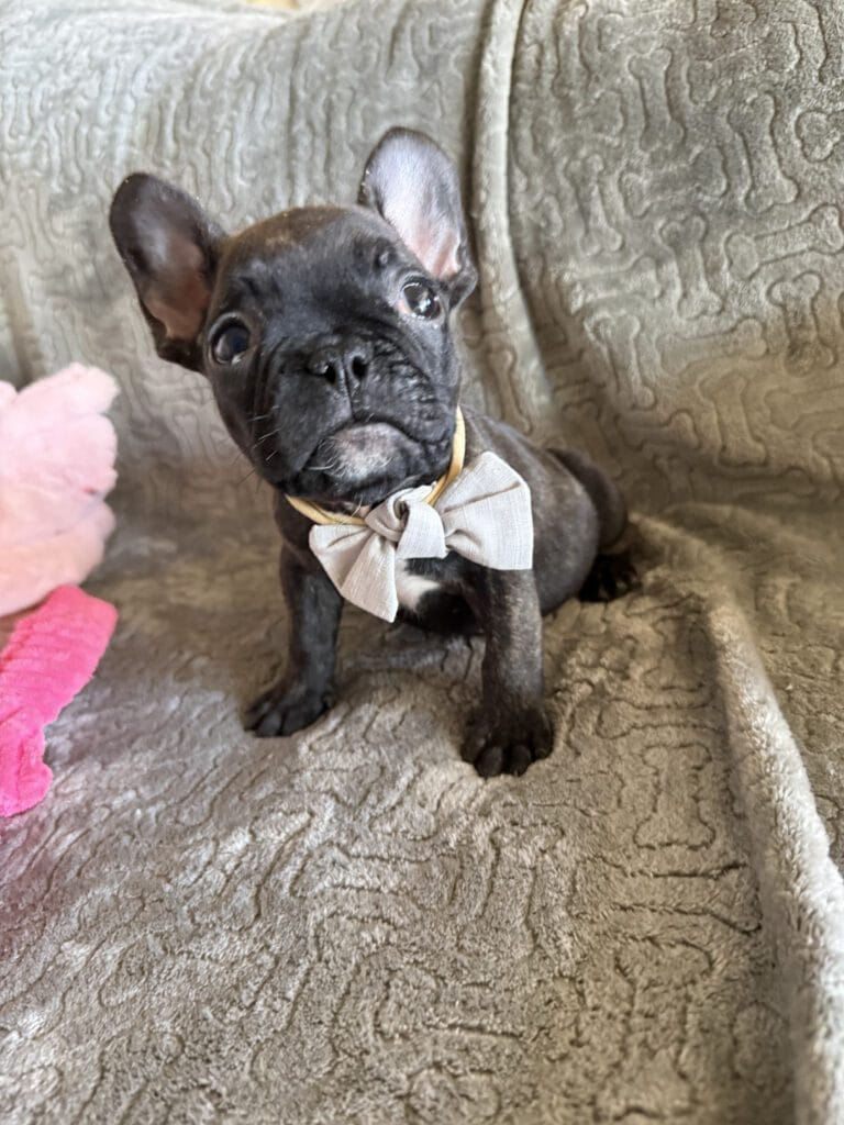Ernie | Brindle French Bulldog Male | Available Feb 22nd, 2026