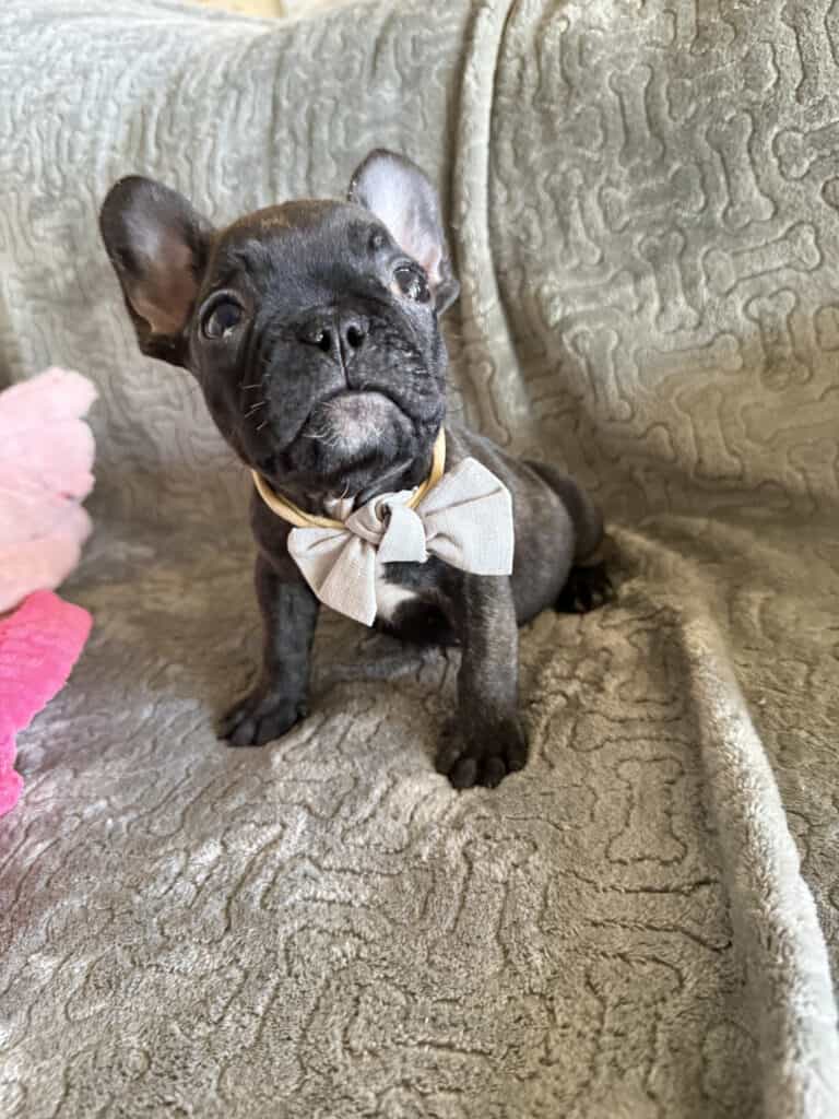 Ernie | Brindle French Bulldog Male | Available Feb 22nd, 2026