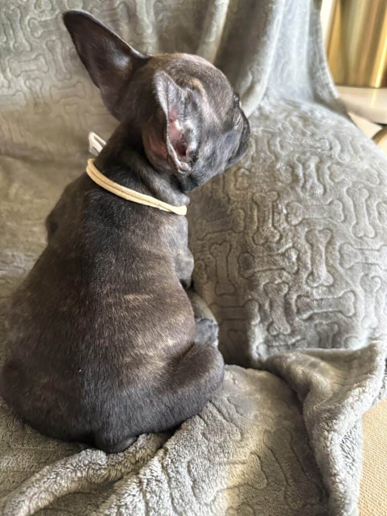 Ernie | Brindle French Bulldog Male | Available Feb 22nd, 2026