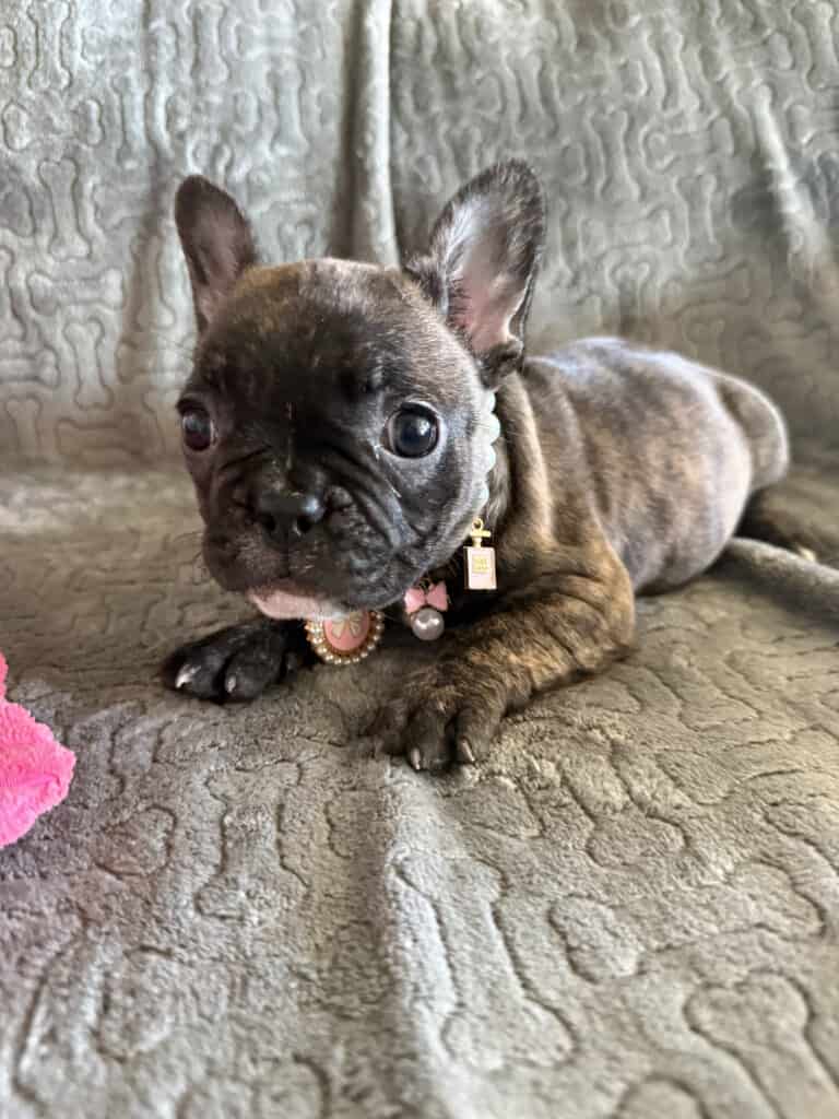 Estelle | Reverse Brindle French Bulldog Female | Available Feb 22nd, 2026