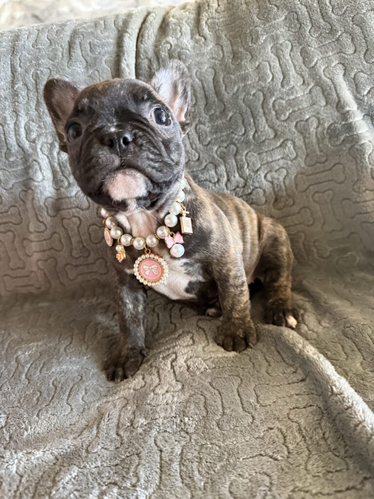 Estelle | Reverse Brindle French Bulldog Female | Available Feb 22nd, 2026