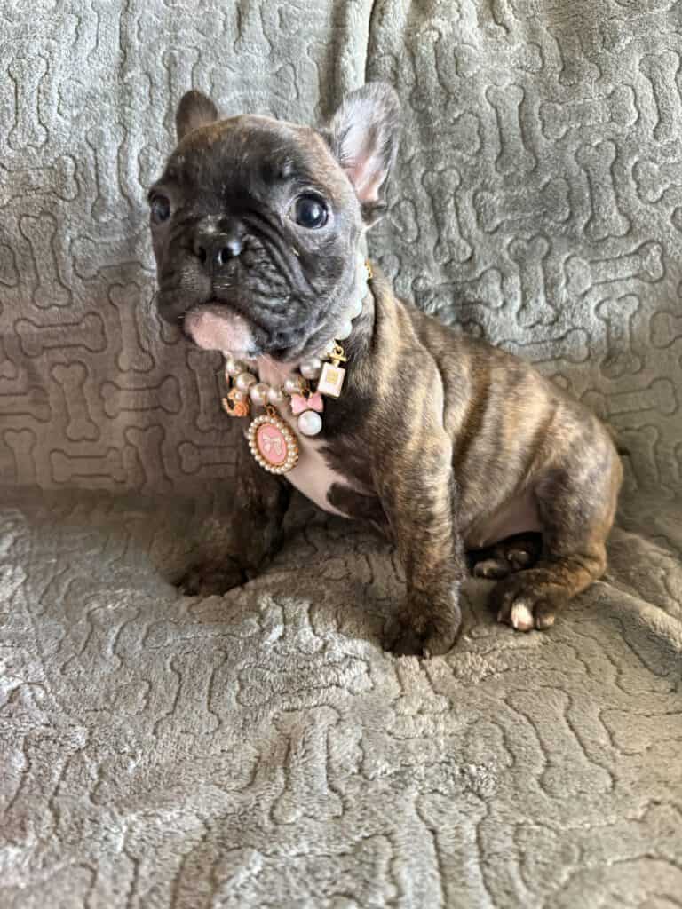 Estelle | Reverse Brindle French Bulldog Female | Available Feb 22nd, 2026