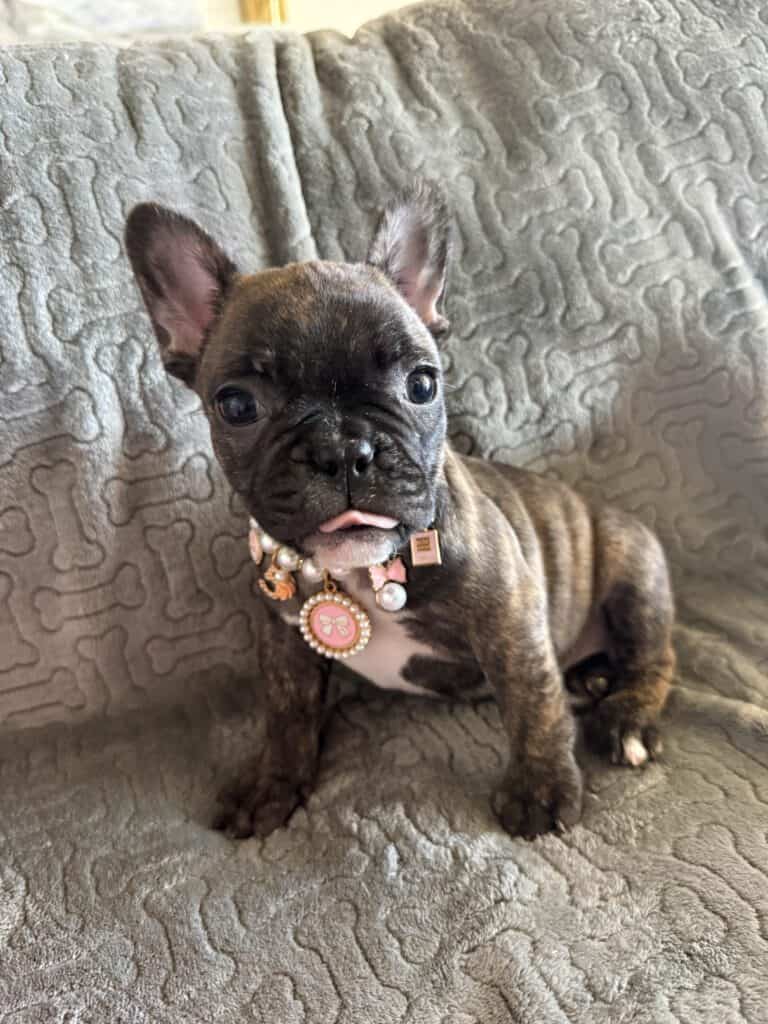 Estelle | Reverse Brindle French Bulldog Female | Available Feb 22nd, 2026