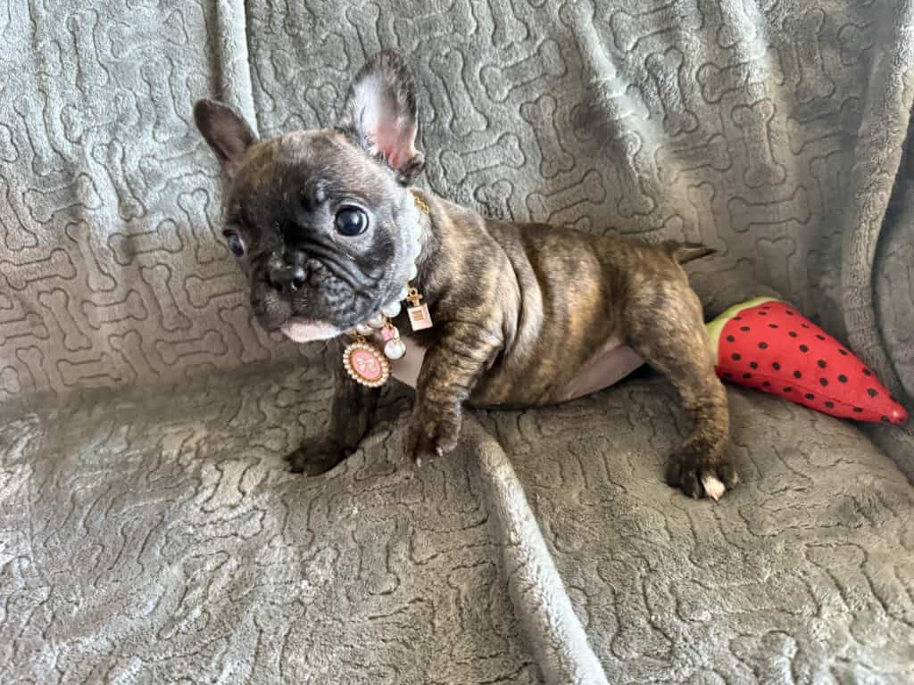 Estelle | Reverse Brindle French Bulldog Female | Available Feb 22nd, 2026