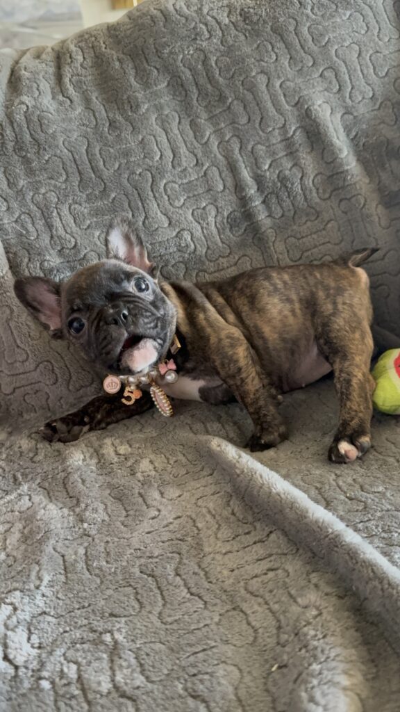 Estelle | Reverse Brindle French Bulldog Female | Available Feb 22nd, 2026