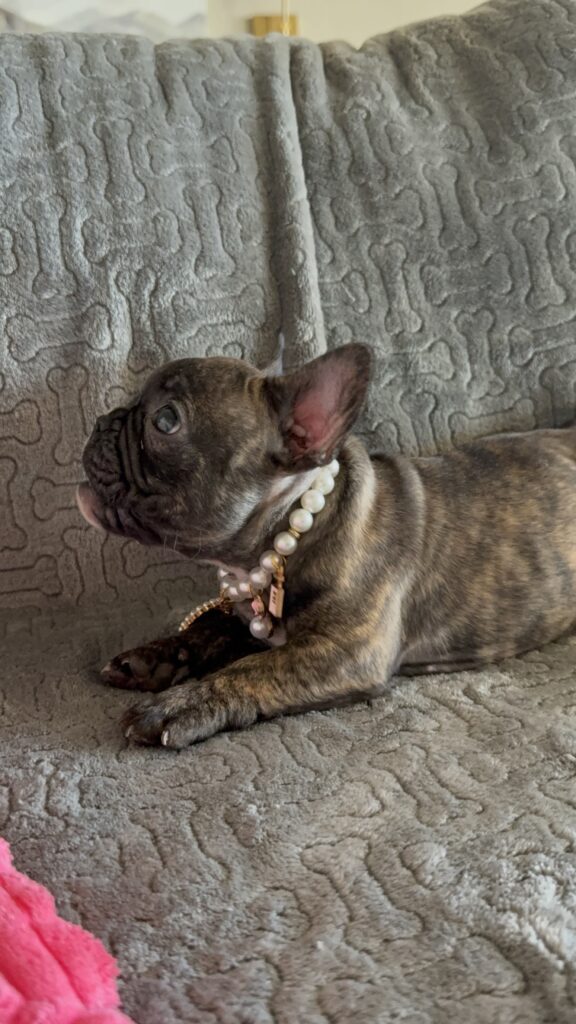Estelle | Reverse Brindle French Bulldog Female | Available Feb 22nd, 2026