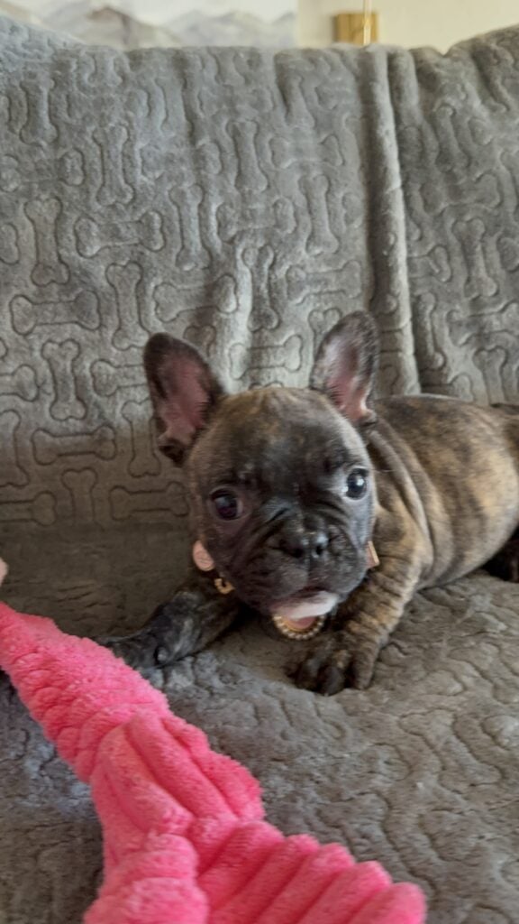Estelle | Reverse Brindle French Bulldog Female | Available Feb 22nd, 2026