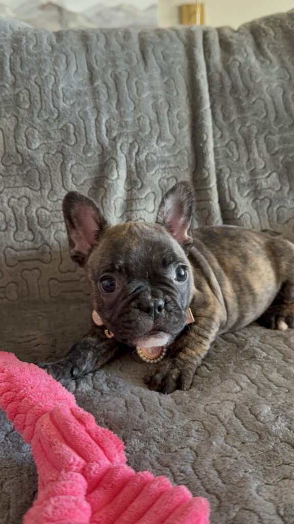 Estelle | Reverse Brindle French Bulldog Female | Available Feb 22nd, 2026