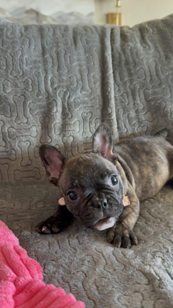Estelle | Reverse Brindle French Bulldog Female | Available Feb 22nd, 2026
