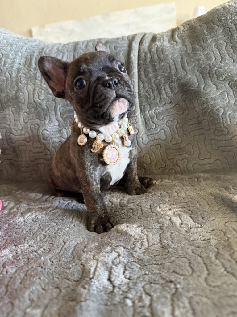 Estelle | Reverse Brindle French Bulldog Female | Available Feb 22nd, 2026
