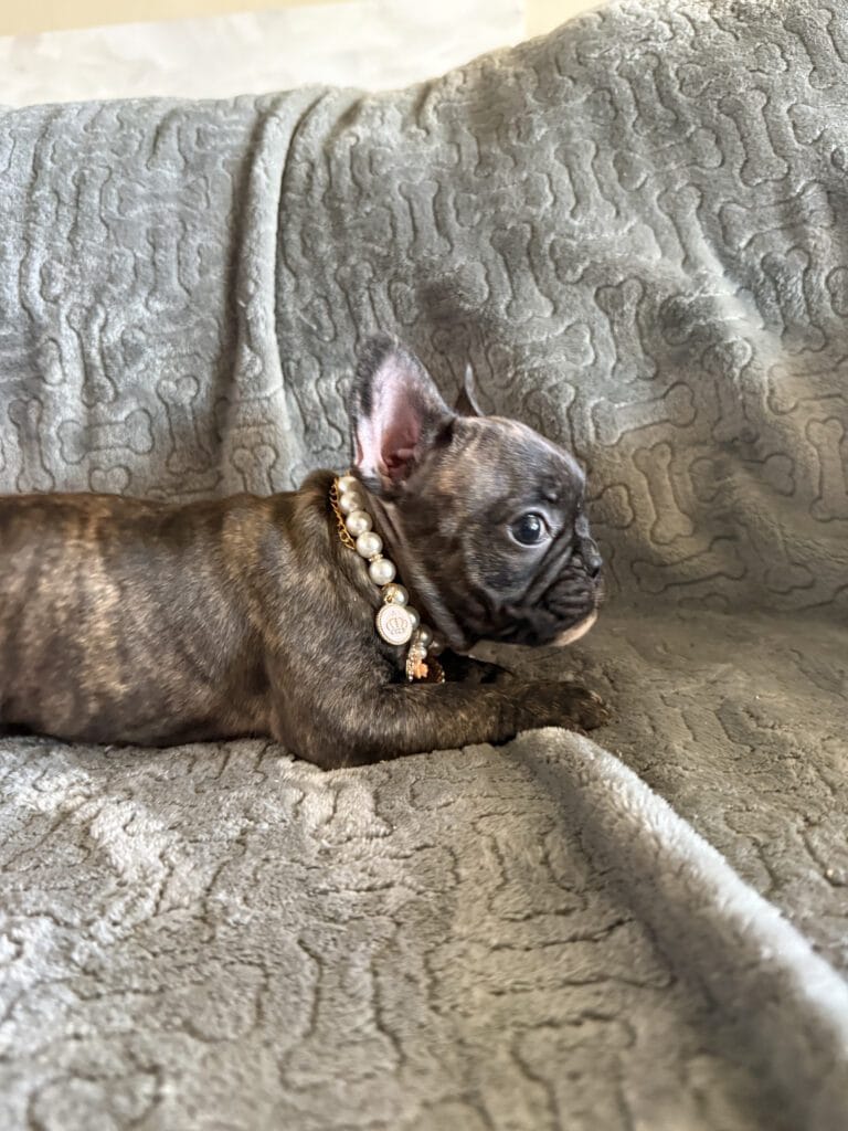 Estelle | Reverse Brindle French Bulldog Female | Available Feb 22nd, 2026