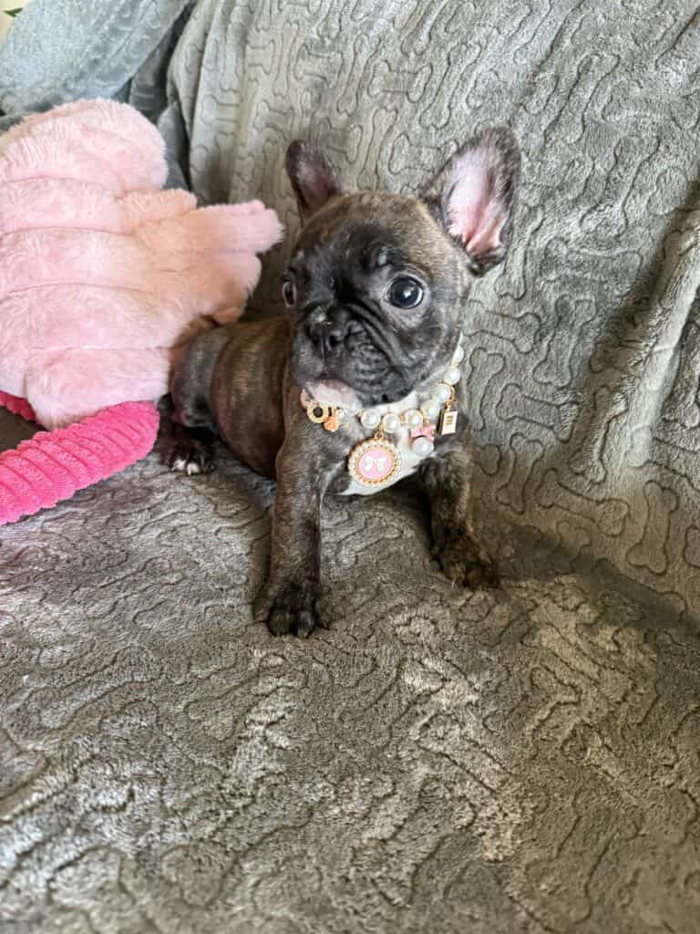 Estelle | Reverse Brindle French Bulldog Female | Available Feb 22nd, 2026