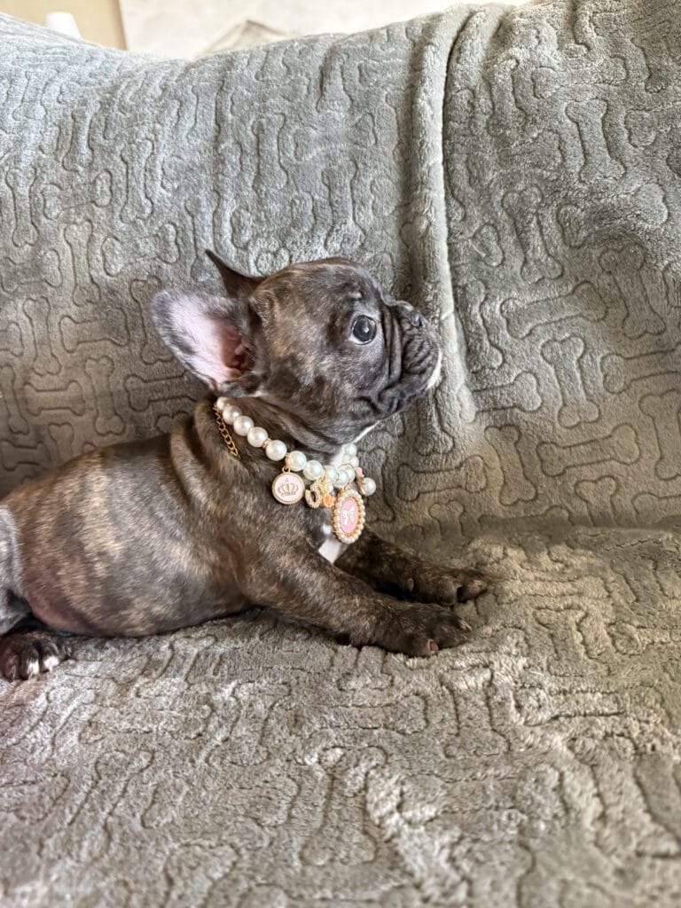 Estelle | Reverse Brindle French Bulldog Female | Available Feb 22nd, 2026