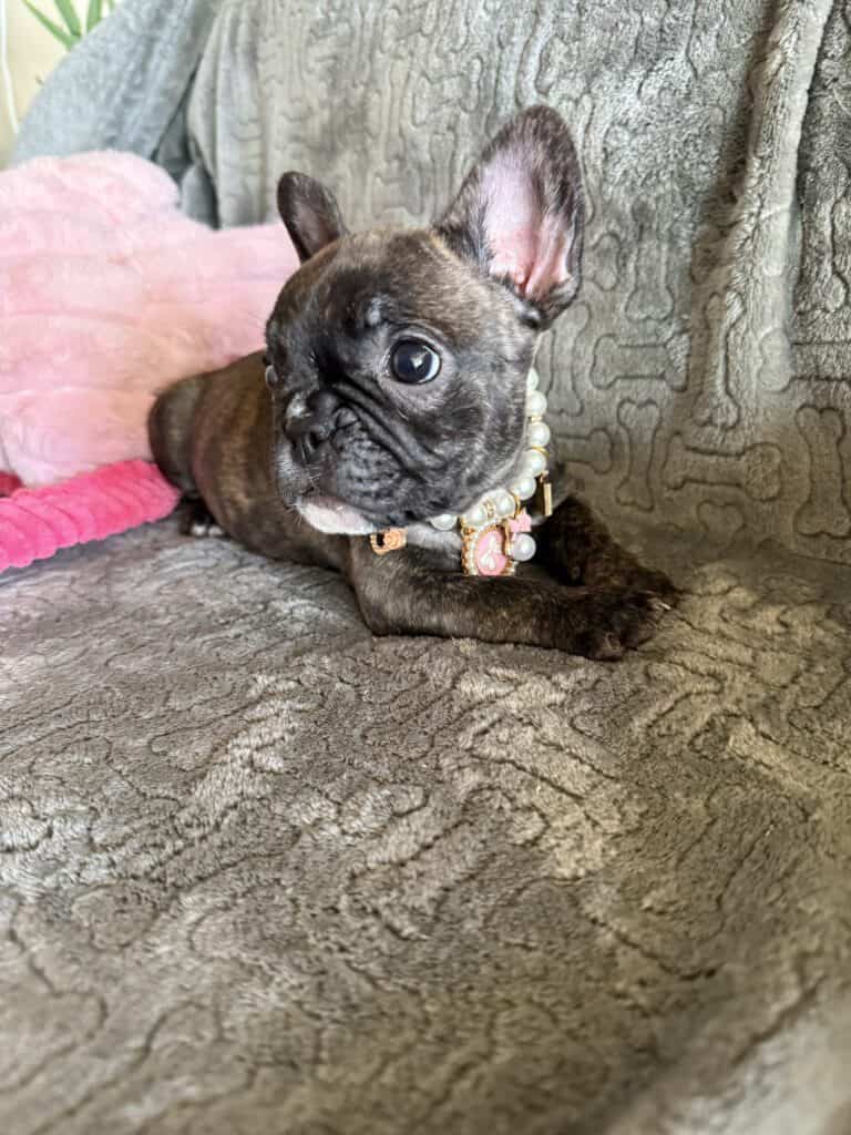 Estelle | Reverse Brindle French Bulldog Female | Available Feb 22nd, 2026