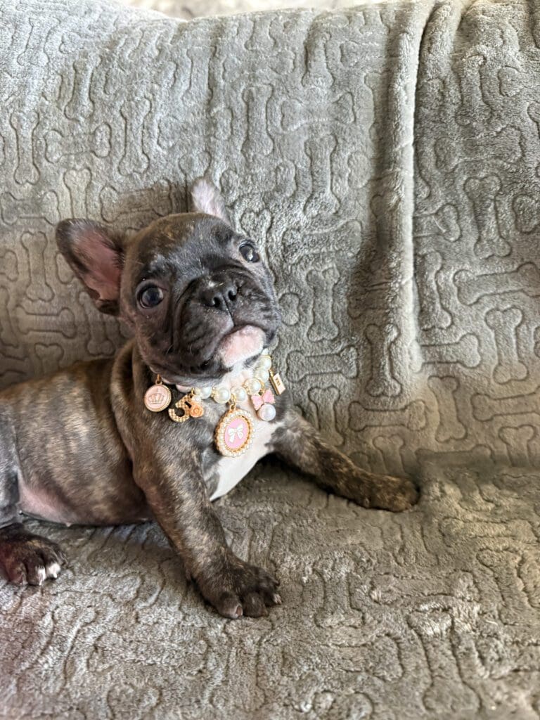 Estelle | Reverse Brindle French Bulldog Female | Available Feb 22nd, 2026