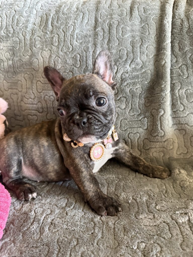 Estelle | Reverse Brindle French Bulldog Female | Available Feb 22nd, 2026