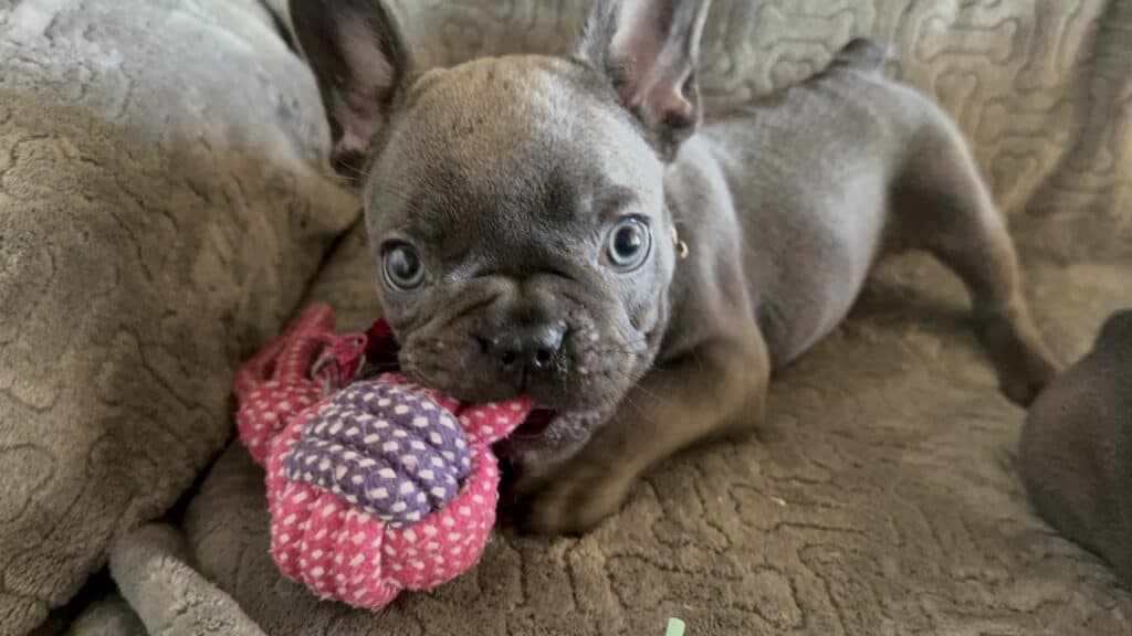 Dolly | Blue French Bulldog Female | Available Feb, 2026