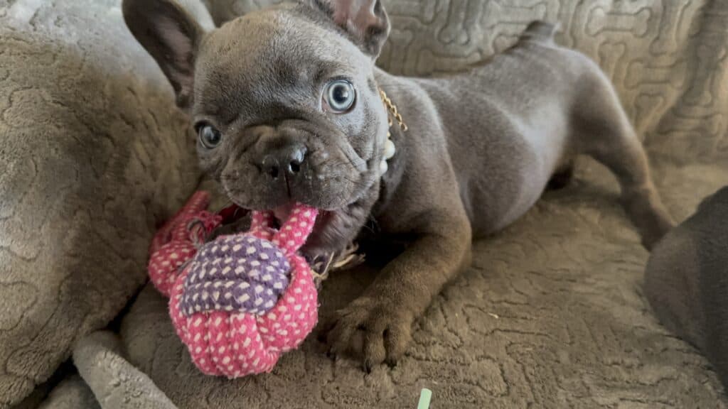 Dolly | Blue French Bulldog Female | Available Feb, 2026