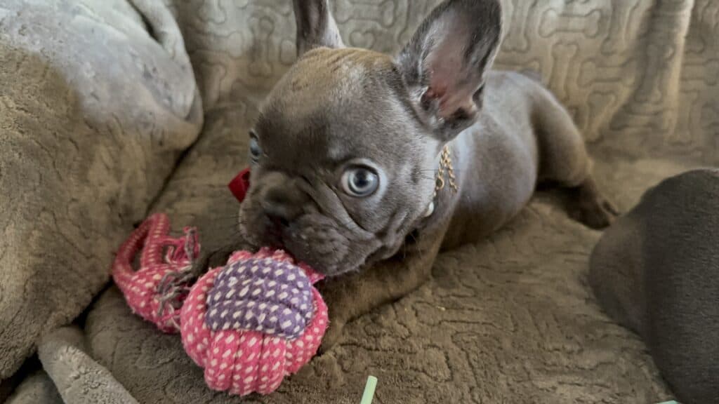 Dolly | Blue French Bulldog Female | Available Feb, 2026