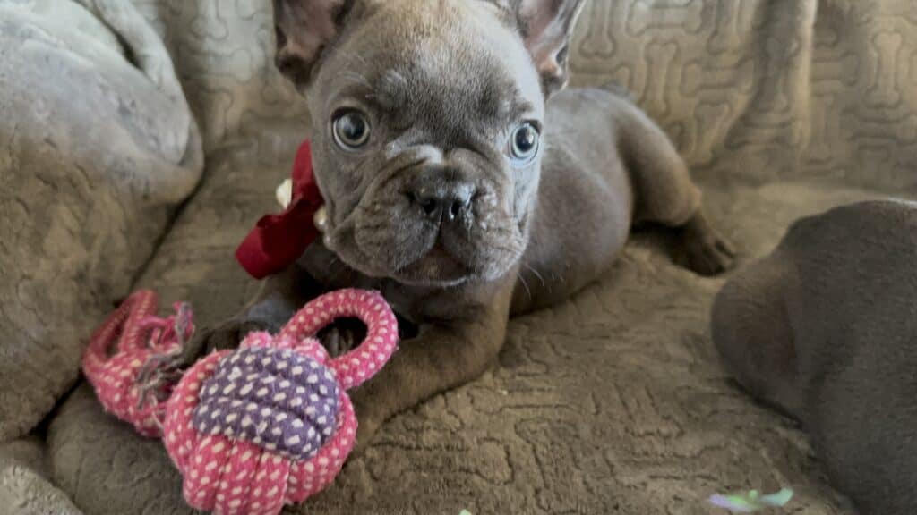 Dolly | Blue French Bulldog Female | Available Feb, 2026