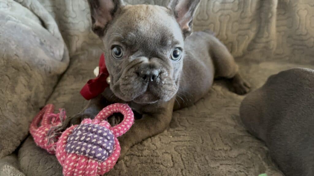 Dolly | Blue French Bulldog Female | Available Feb, 2026