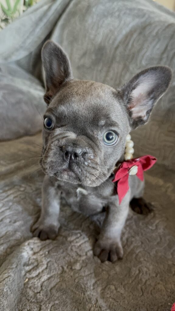 Dolly | Blue French Bulldog Female | Available Feb, 2026