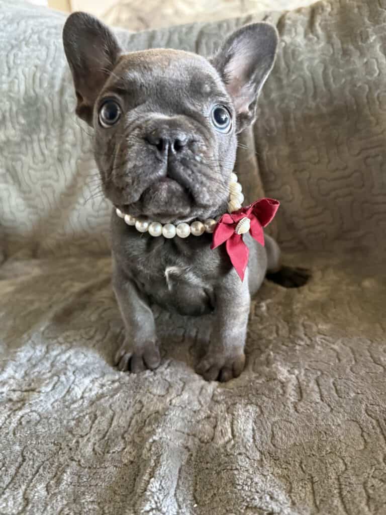Dolly | Blue French Bulldog Female | Available Feb, 2026