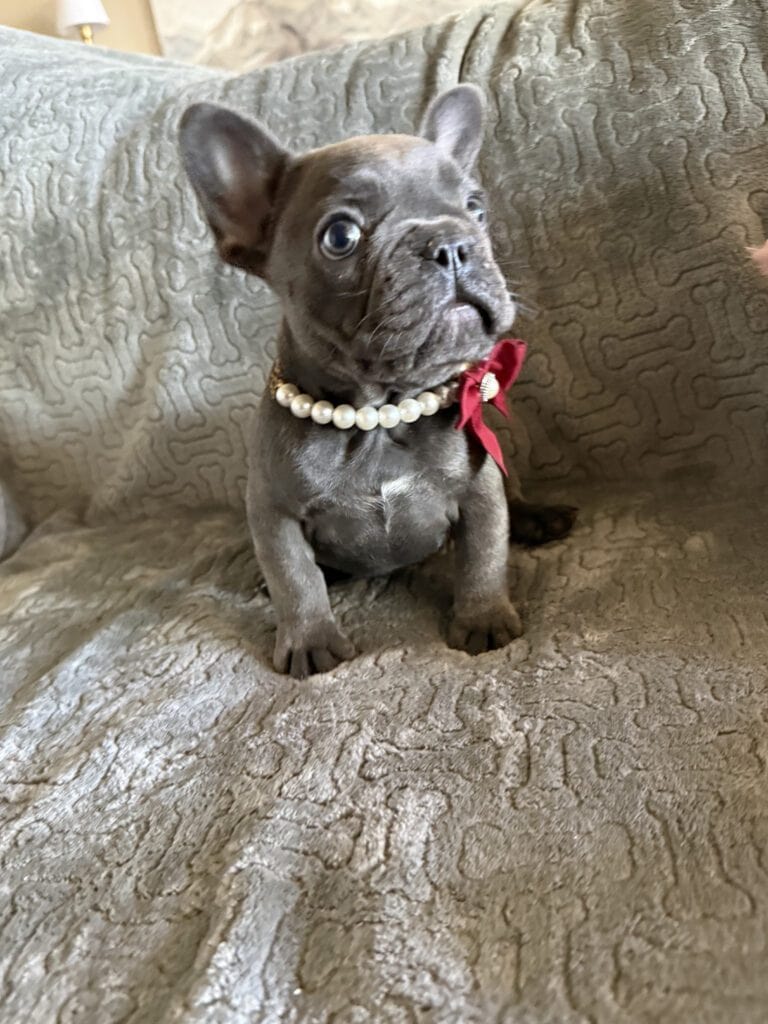 Dolly | Blue French Bulldog Female | Available Feb, 2026