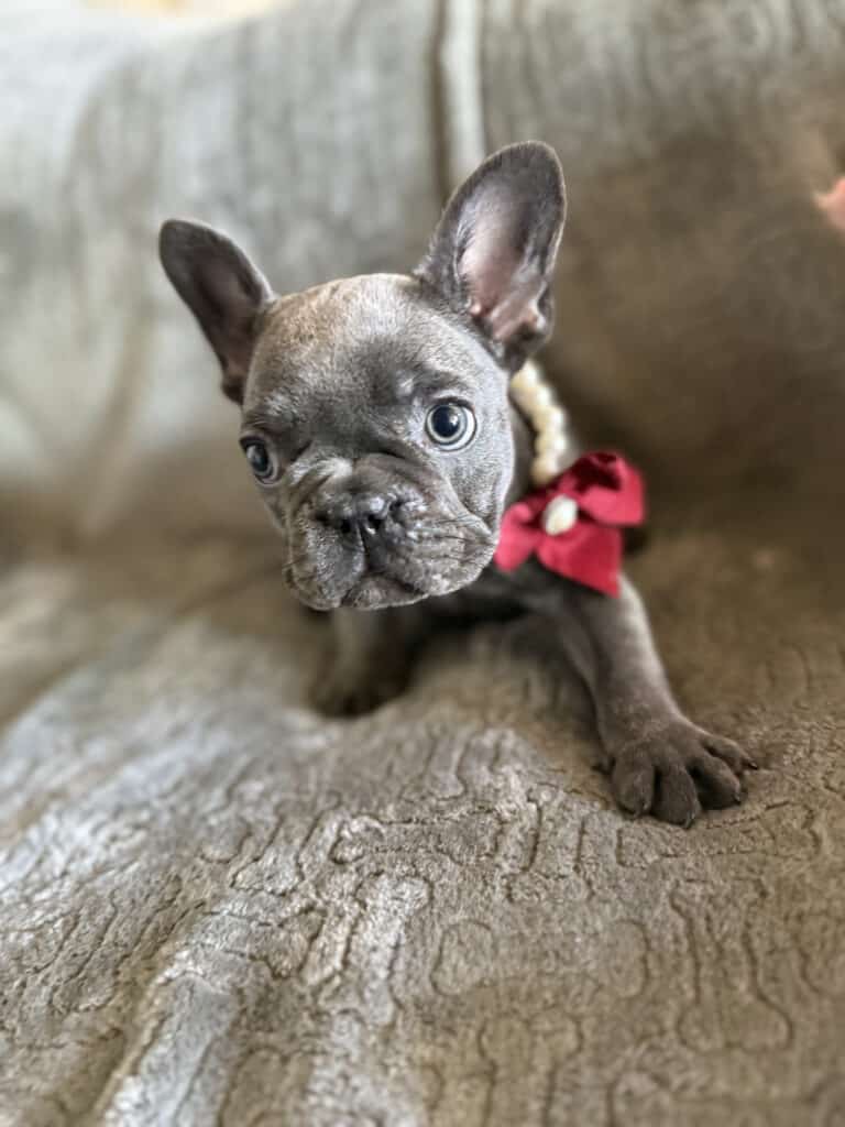 Dolly | Blue French Bulldog Female | Available Feb, 2026