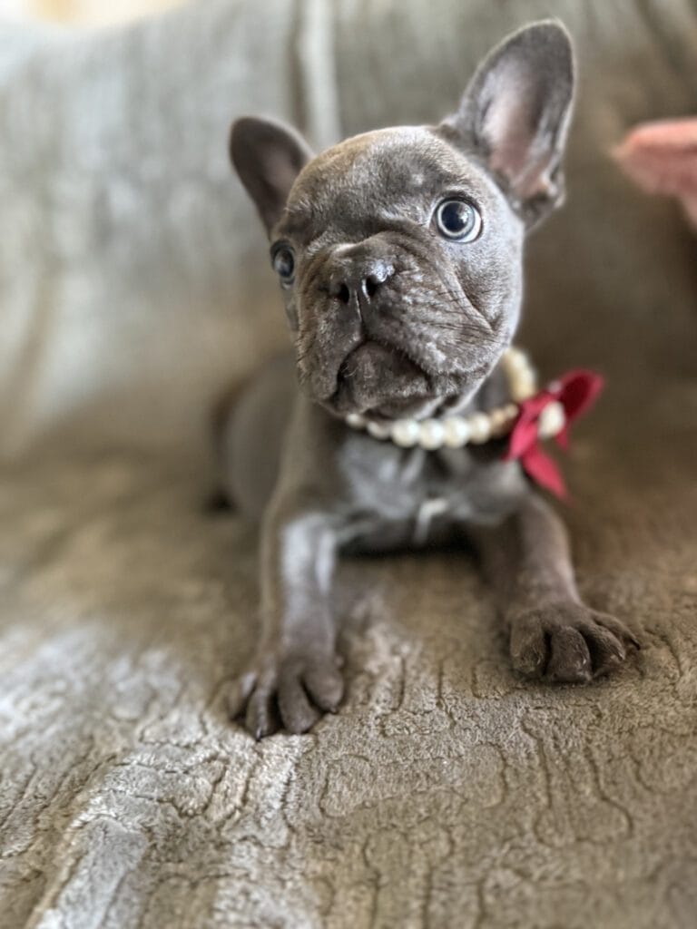 Dolly | Blue French Bulldog Female | Available Feb, 2026