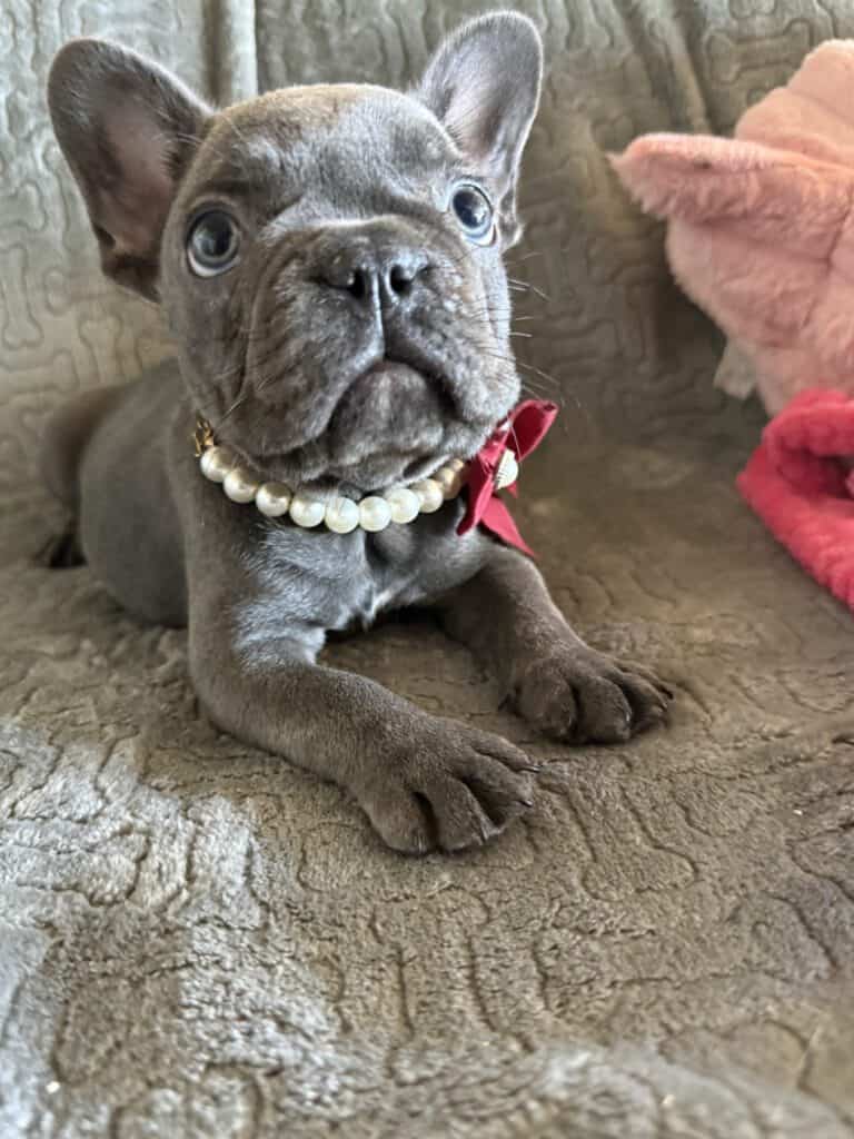Dolly | Blue French Bulldog Female | Available Feb, 2026