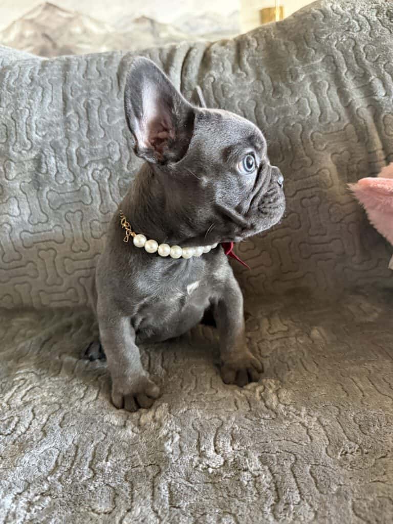Dolly | Blue French Bulldog Female | Available Feb, 2026