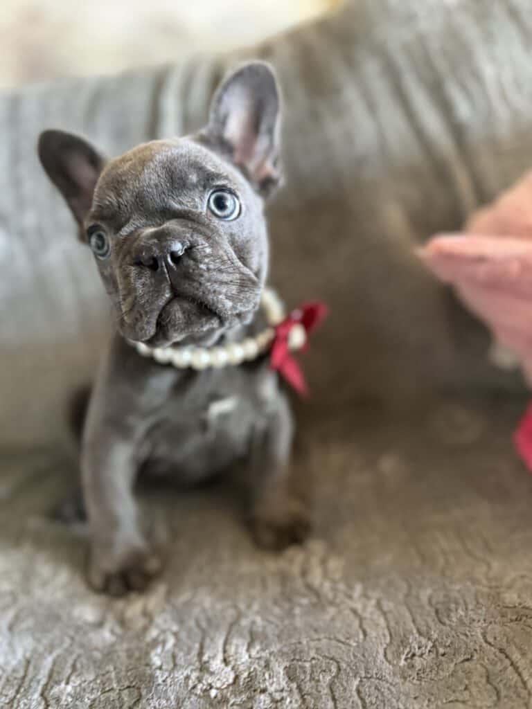 Dolly | Blue French Bulldog Female | Available Feb, 2026