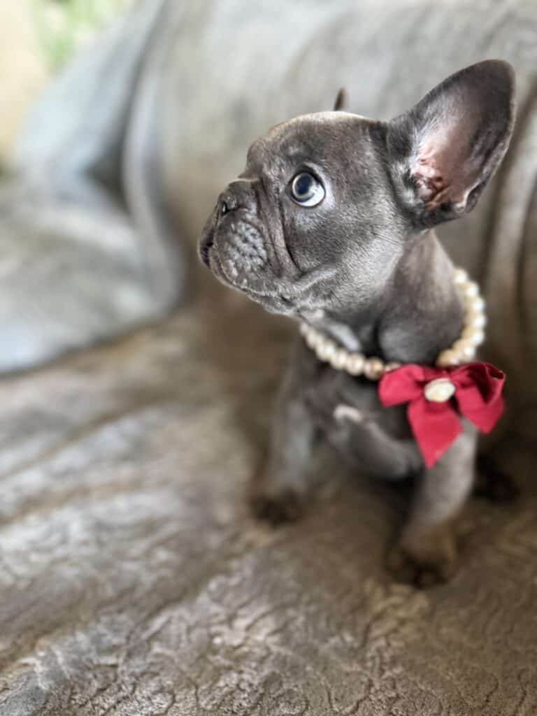 Dolly | Blue French Bulldog Female | Available Feb, 2026