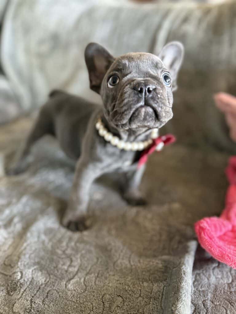 Dolly | Blue French Bulldog Female | Available Feb, 2026