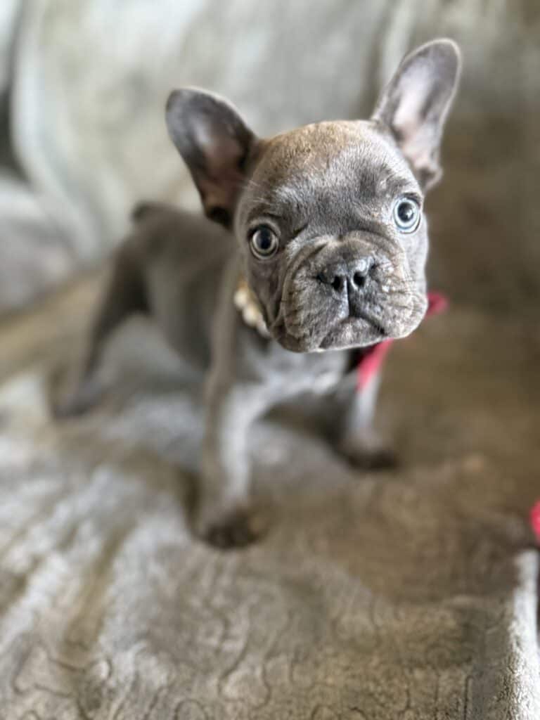 Dolly | Blue French Bulldog Female | Available Feb, 2026