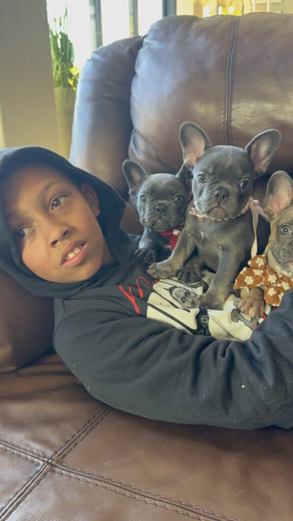 Dolly | Blue French Bulldog Female | Available Feb, 2026