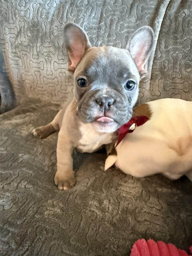 Feather | Blue Fawn French Bulldog Female | Available Feb 27th, 2026