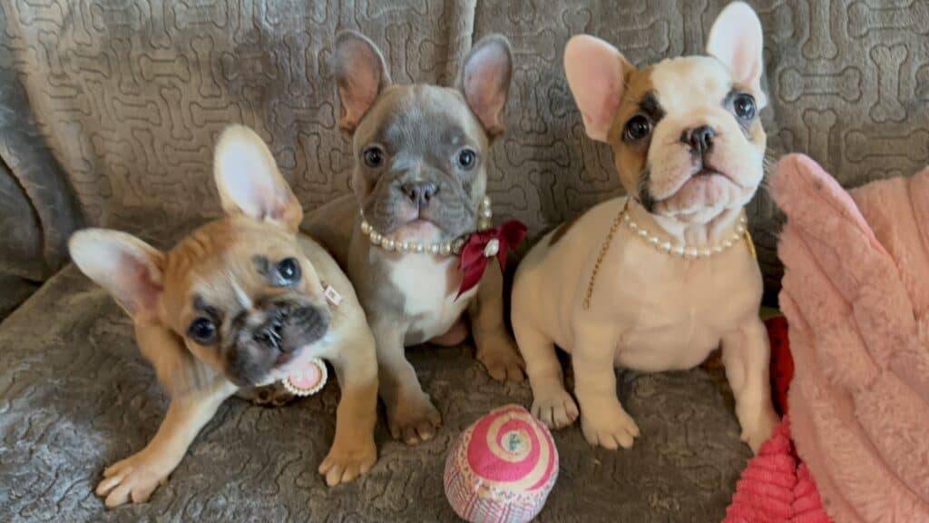 Felicity | Fawn Pied French Bulldog Female | Available Feb 27th, 2026