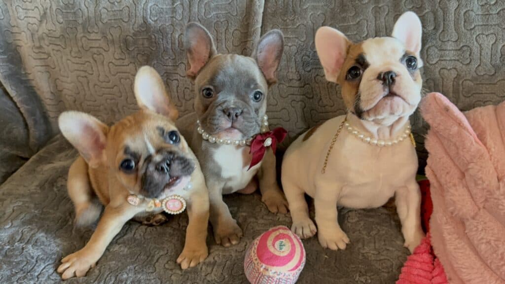 Feather | Blue Fawn French Bulldog Female | Available Feb 27th, 2026