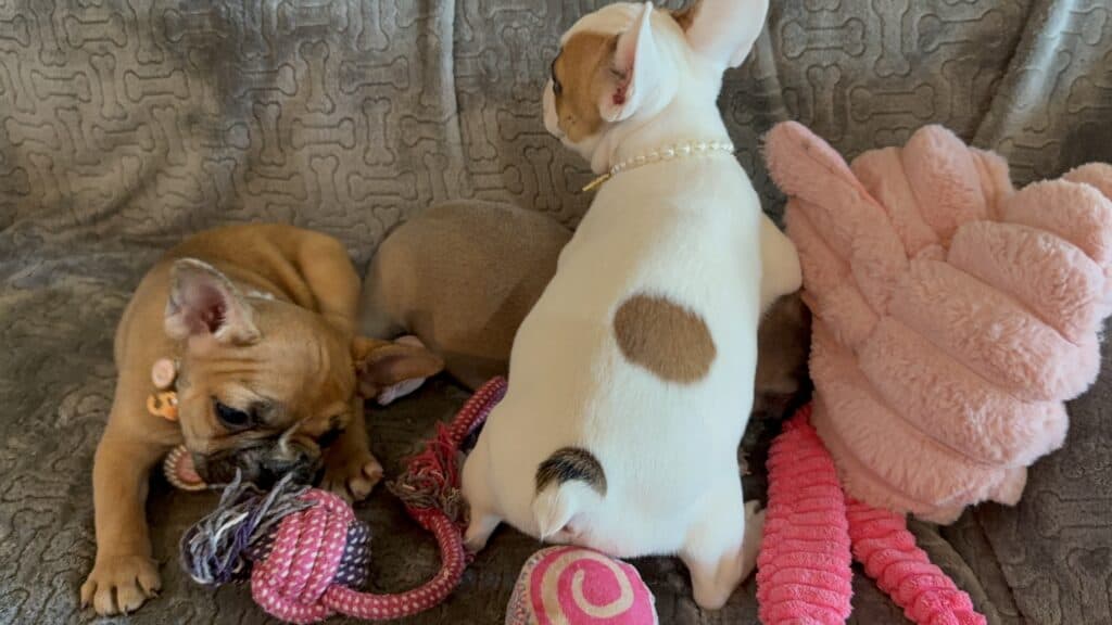 Felicity | Fawn Pied French Bulldog Female | Available Feb 27th, 2026