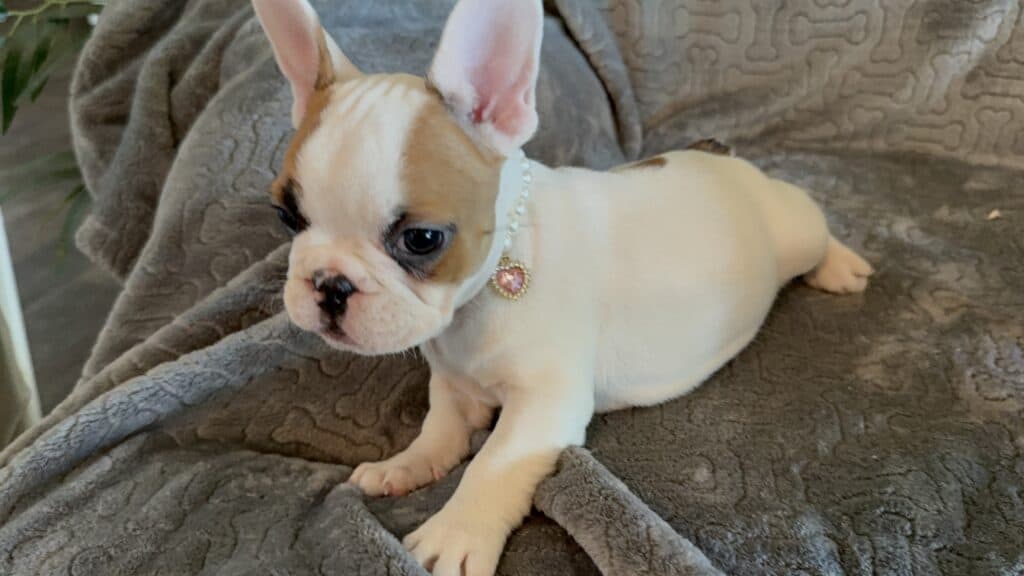 Felicity | Fawn Pied French Bulldog Female | Available Feb 27th, 2026