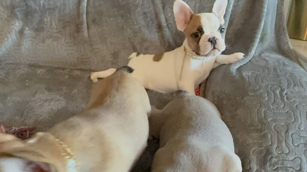 Felicity | Fawn Pied French Bulldog Female | Available Feb 27th, 2026