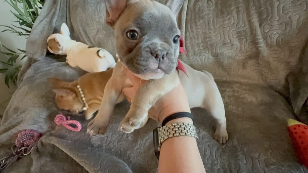Feather | Blue Fawn French Bulldog Female | Available Feb 27th, 2026