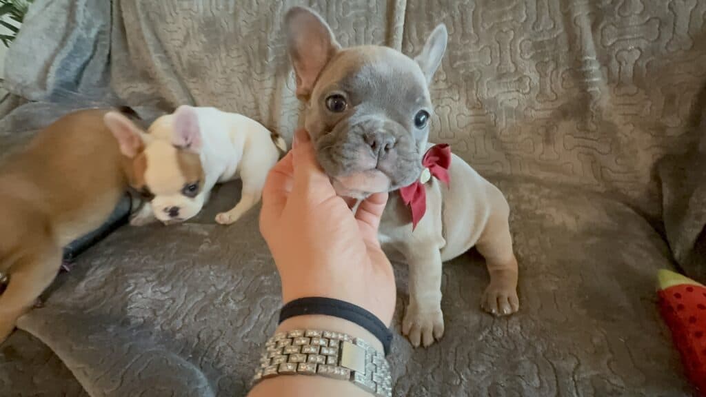 Feather | Blue Fawn French Bulldog Female | Available Feb 27th, 2026