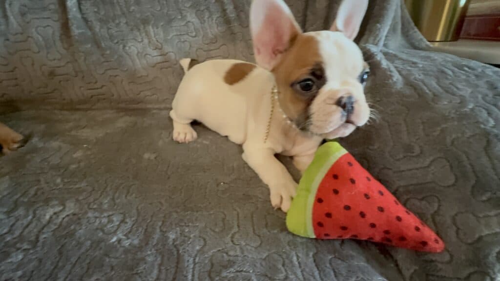Felicity | Fawn Pied French Bulldog Female | Available Feb 27th, 2026
