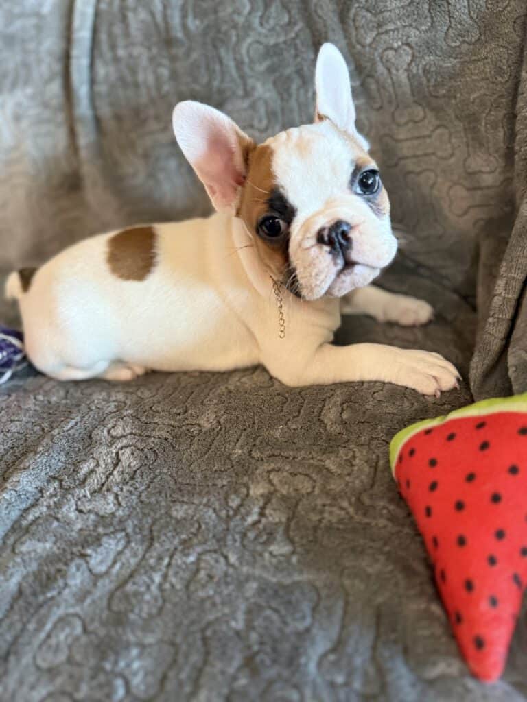 Felicity | Fawn Pied French Bulldog Female | Available Feb 27th, 2026